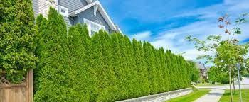 The best privacy hedges are: 5 Benefits Of Fast Growing Privacy Hedges Plant Professionals