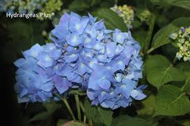 Image result for Hydrangea macrophylla bela obrázek