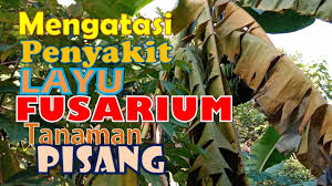 Maklumat ini diperolehi daripada pengurus ladang pisang yang menjaga ladang pisang seluas 65 ekar di johor. Pokok Pisang Mati Setelah Membawa Buah Pokok Pisang Mati Setelah Menuai Taman Taman Sanne
