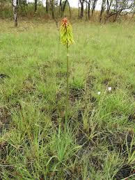 Image result for Kniphofia grantii