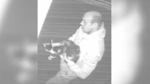 See more ideas about cat collars, collar, cats. Bournemouth Cat Snatcher Cctv Of Suspect Released Bbc News
