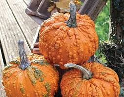 Add character to your outdoor decor with the. How To Grow Pumpkins Thompson Morgan