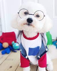 Dogs Wearing Clothes Cute Dogs Breeds Cute Dog Clothes Dog Clothes