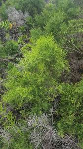 Image result for Scutia