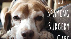How To Care For Dogs After Spaying Surgery Pethelpful