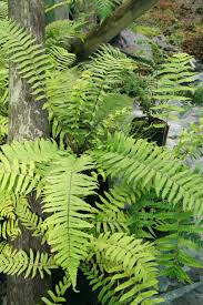 Image result for Pneumatopteris