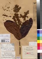 Image result for Magnistipula sapinii