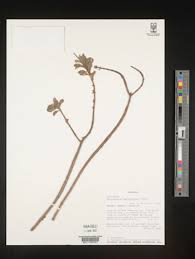 Image result for Aeollanthus neglectus