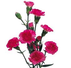 They bloom on top of dark green leaves. Carnation Flowers Carnation White Carnations Flower Delivery