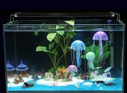 Browse potential pet fish online, then stop by your local petsmart to meet the fish available near you. India S Largest Ornamental Fishes Aquariums Pet Products Online Fisheshop