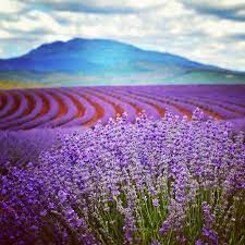 Pin By Marla Corson On Visit Tasmania Lavender Farm Tasmania Australia Travel