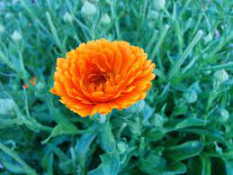 This Is A Quick Video That Shows What Calendula Seeds Look Like Creatistgardens Com Calendula Seeds Plants