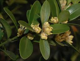 Image result for Buxaceae