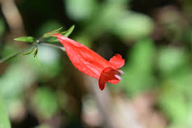 Image result for Ruellia brevifolia