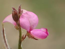 Image result for Desmodium scorpiurus