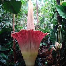 Merriwick family the good witch wiki fandom. Amorphophallus Titanium Corpse Plant The Largest Flower In The World Only Blooms Every 40 Years Owlcation