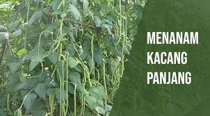 Kacang soya berbentuk bulat, berwarna kuning ke hijau kekuningan. Cara Menanam Kacang Panjang Yang Benar Kutanam