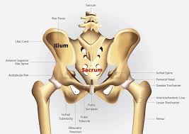 The gluteus maximus, the gluteus medius and the gluteus minimum (see diagram above). 5 Weak Gluteus Maximus Exercises No Squats Or Weights Coach Sofia Fitness
