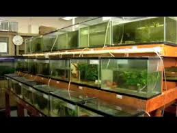 9 Pros And Cons Of Aquaculture Green Garage