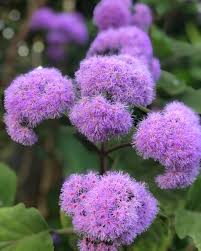 Image result for Monadenium crenatum