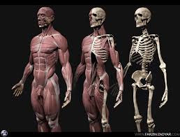 Furthermore, it protects the vital organs and provides in addition, different types of bones have a different structure according to their function. 3d Asset Realtime Human Anatomy Kit Cgtrader