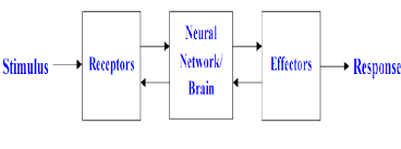 Central nervous system (consists of the brain and spinal cord) Block Diagram Of A Human Nervous System Download Scientific Diagram
