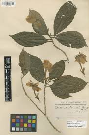 Image result for Gardenia subacaulis