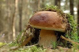 Pin Von Marc Auf Griby Steinpilze Pilze Champignons