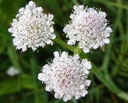 Image result for Oenanthe