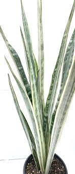 Rare Sansevieria White Snake Or Bantels Sensation Snake Etsy Sansevieria Plant Snake Plant Plants