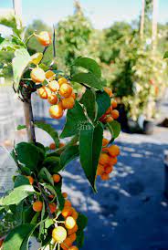 It has dark green foliage throughout the season. Celastrus Scandens Hercules Male Bourreau Des Arbres Bittersweet Nos Vegetaux Jardin2m