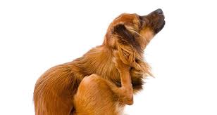 Scab dog hot spot healing stages. Hot Spots Bald Spots And Red Spots On Dogs Cesar S Way