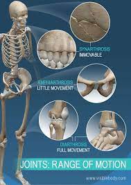 Joints and ligaments of the shoulder. Joint Types Can Be Categorized By Range Of Motion Synarthrosis Amphiarthrosis And Diarthrosis Human Body Anatomy Body Joints Human Anatomy Physiology