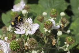 Under certain stressful situations, such as hot weather, zephyr fruits can show some variability in the amount of green at the blossom ends. How To Identify Blackberry Plants Gardenerdy
