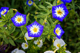 Image result for Ipomoea tricolor