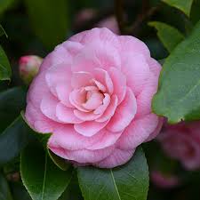 Camellia Nuccio S Cameo Camellia Garden Design Flowers