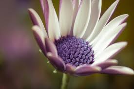 Image result for The best Flower in the world