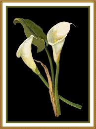 • supports beading, crochet, cross stitch, and knitting. Calla Lily Flowers By Mary Delany Counted Cross Stitch Pattern Orenco Originals Llc
