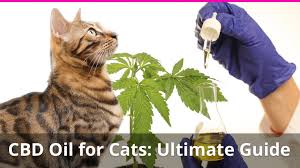 Cbd can put a paws on arthritis and joint pain. Cbd Oil For Cats The Ultimate Guide With Expert Veterinarian Interviews
