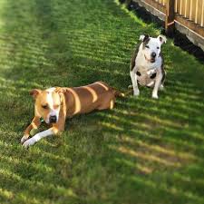 From now to june 2021, lap adopters can enjoy a special discount and happy home gift bag valued $500 at vetopia online store (special code from adoption letter). How To Adopt Oregon Coast Humane Society