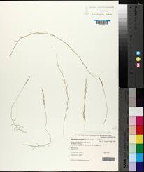 Image result for Sporobolus myrianthus