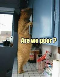 Try Not To Laugh Challenge Funny Cats And Dogs Try Not To Laugh Challenge Funny Animal Cats And Dogs Fails Compilation Cat Quotes Funny Funny Cat Pictures Funny Cats