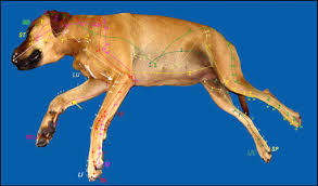 Comparison Of Point Placement By Veterinary Professionals