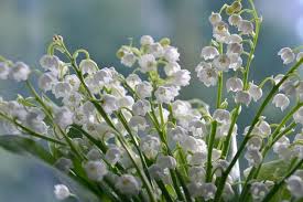 We did not find results for: White Flower Symbolism Meaning Garden Gifts Occasions Uniguide