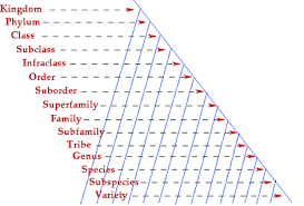 Nomenclature Classification