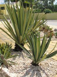 Image result for Agave sisalana
