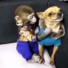Gif I M Still Mad At You Give Me Some Space Enjoy Rushworld Boards Lulu S Funhouse Bark Ruffington Video Cute Funny Animals Funny Animal Videos Cute Baby Animals