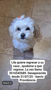 CANICHES/BICHONES y SIMILARES *(perrros perdidos en cordoba