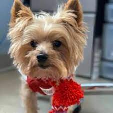 Find 172 affordable pet care options in littleton, co. Companion Pet Care Littleton Nh