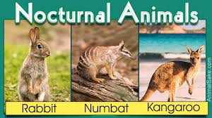 Learning about nocturnal animals is fun because we don't often get a chance to observe them like diurnal animals that are awake during the day. Nocturnal Animals List Animal Sake